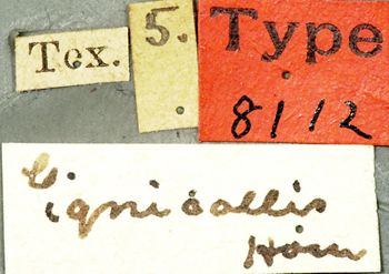 Media type: image;   Entomology 8112 Aspect: labels